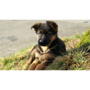 German Shepherd Puppies In Texas 