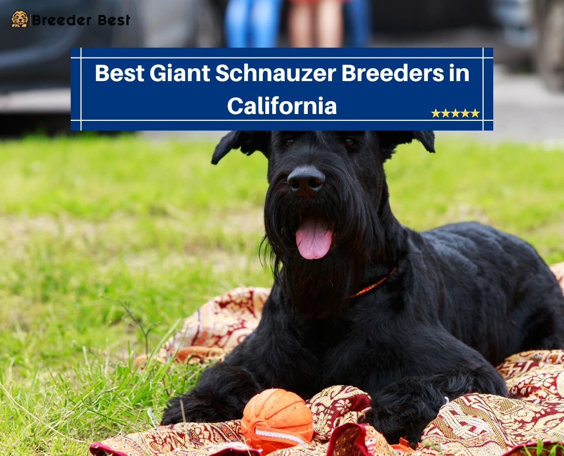 Giant Schnauzer Breeders in California