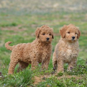 Gleneden-Goldendoodles