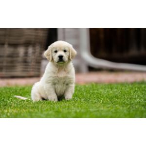 Golden Retriever Puppies in Florida