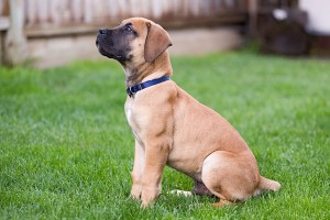 Golden State Boerboels (Boerboel California)