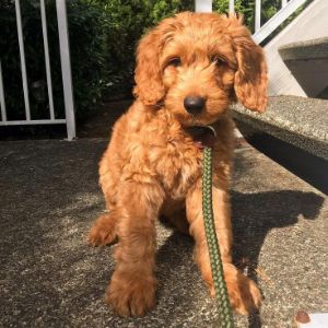 Goldendoodle-Puppies-In-Los-Angeles