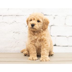 Goldendoodle-Puppies-In-Maryland