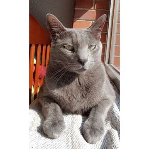 Grisaille-Cattery (Russian Blue Cat USA)