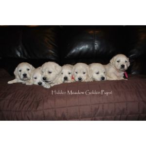 Hidden Meadow Goldens (Golden Retriever Florida)