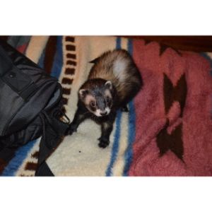 Hillcrest-Ferrets (Ferret New York)