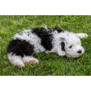 Homegrown-Doodles (Sheepadoodle Illinois)