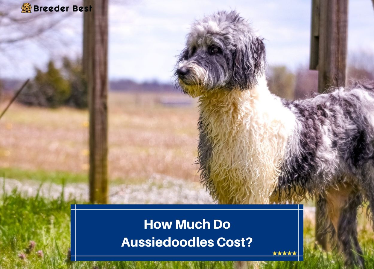 How-Much-Do-Aussiedoodles-Cost-template