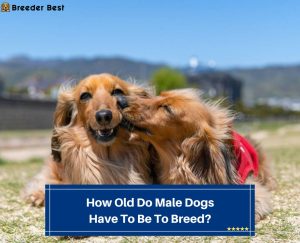 How Old Do Male Dogs Have To Be To Breed? (2024) - Breeder Best