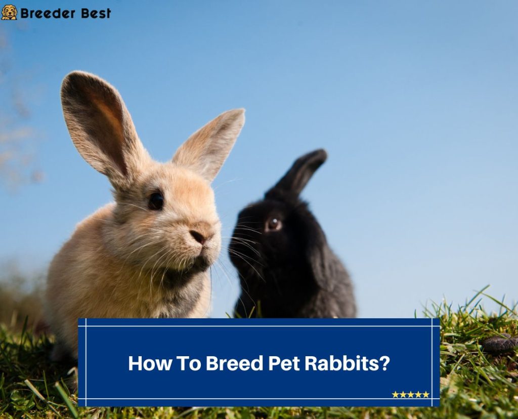 How To Breed Pet Rabbits? (2024) - Breeder Best