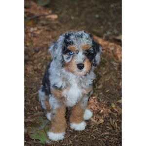 How-To-Choose-Aussiedoodle-Breeders-In-Connecticut