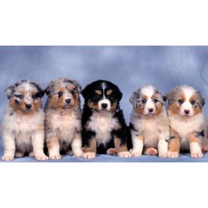 How-To-Choose-Aussiedoodle-Puppies-For-Sale-In-Illinois