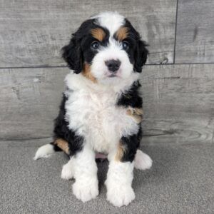 How-To-Choose-Bernedoodle-Breeders-In-New-Jersey
