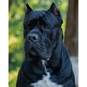 How-To-Choose-Cane-Corso-Breeder-In-New-York