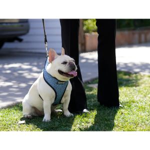 How-To-Choose-French-Bulldog-Breeder-In-New-York