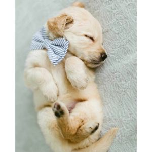 How-To-Choose-Golden-Retriever-Breeders-In-Florida