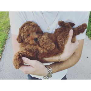 How-To-Choose-Goldendoodle-Breeders-In-Virginia