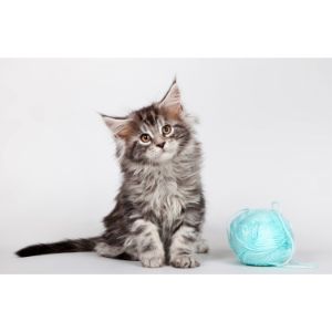 How-To-Choose-Maine-Coon-Breeders-In-California