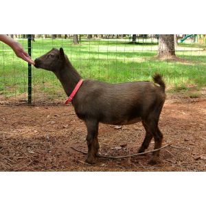 How-To-Choose-Nigerian-Dwarf-Goats-Breeders-In-California