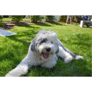 Choosing a Sheepadoodle Breeder in Illinois