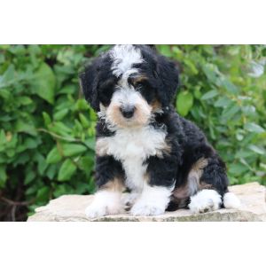 How-To-Choose-a-Bernedoodle-Breeder-In-Los-Angeles
