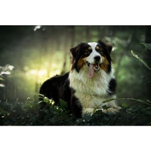 How-To-Choose-a-Bernese-Mountain-Dog-Breeder-In-New-York