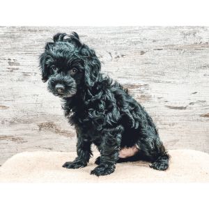 How-To-Choose-a-Cockapoo-Breeder-In-Los-Angeles