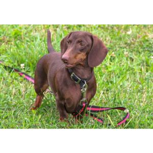 How to Choose a Dachshund Breeder in New York