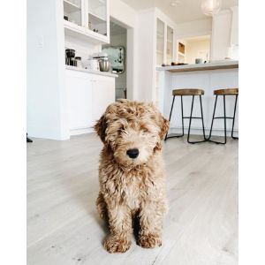 How-To-Choose-a-Goldendoodle-Breeder-In-Los-Angeles