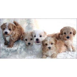 How-To-Choose-a-Maltipoo-Breeder-In-Los-Angeles