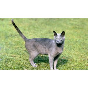 How-To-Choose-a-Russian-Blue-Breeder-in-California