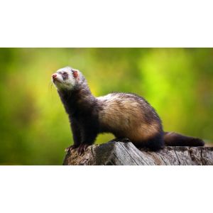 How to Find a Reputable Ferret Breeder Near Me in the USA