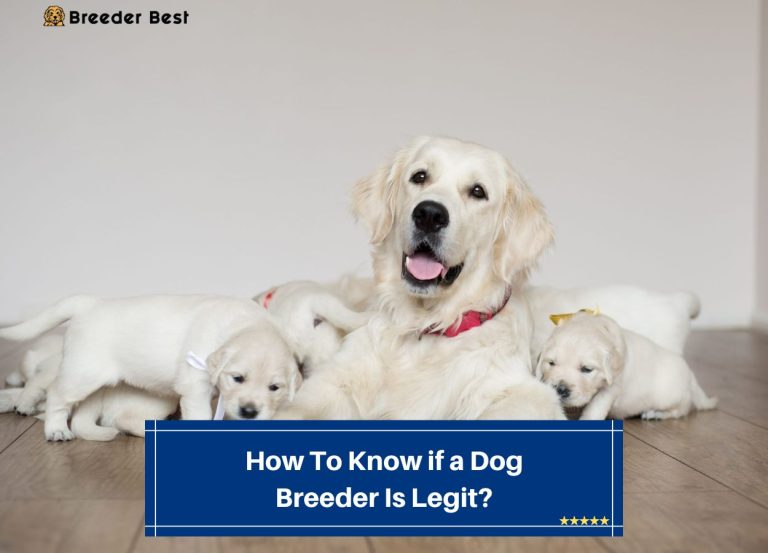 How To Know if a Dog Breeder Is Legit? (2024) - Breeder Best