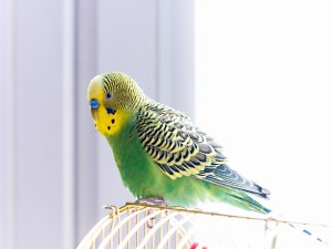 Choosing a Bird Breeder in California