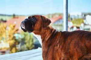 How to Choose Boxer Breeders in California