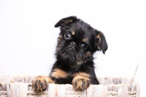 How to Choose Brussels Griffon Breeders in California