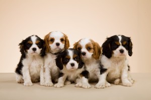 How to Choose Cavalier King Charles Breeders in California