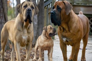 How to Choose a Boerboel Breeder in California