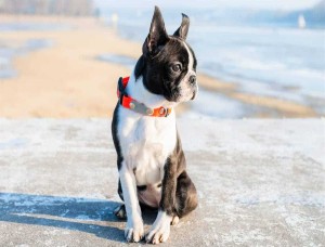 How to Choose a Boston Terrier Breeders in California