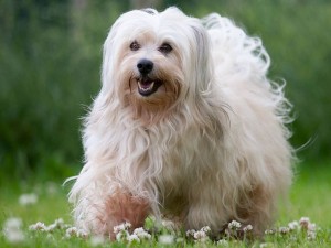 How to Choose a Havanese Breeder in California