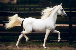 How to Choose a Horse Breeder in California
