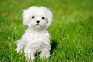 How to Choose a Maltese Breeder in California