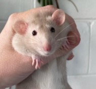 How to Choose a Rat Breeder in California