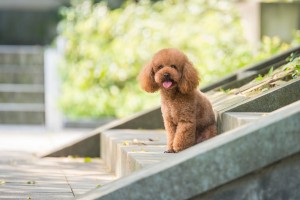 How to Choose a Toy Poodle Breeder in California