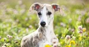 How to Choose a Whippet Breeder in California