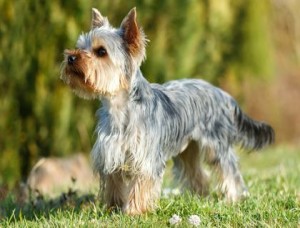How to Choose a Yorkie Breeder in California