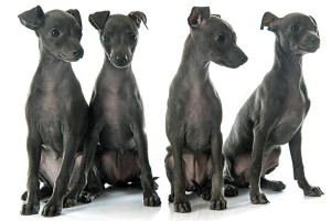 Choosing an Italian Greyhound Breeder in California
