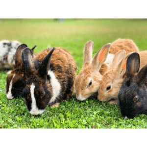 Is-Breeding-Pet-Rabbits-Profitable