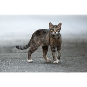 Is-Purebred-Cats-Less-Likely-To-Become-Strays