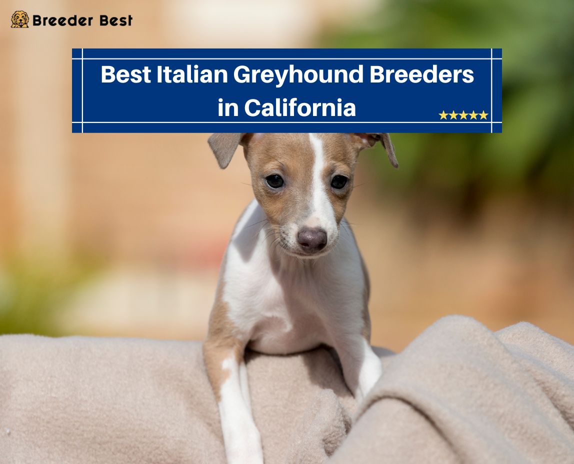 Italian Greyhound Breeders in California 1